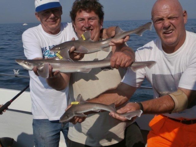 Ook Ruwe Haai voor de Dinsdagploeg