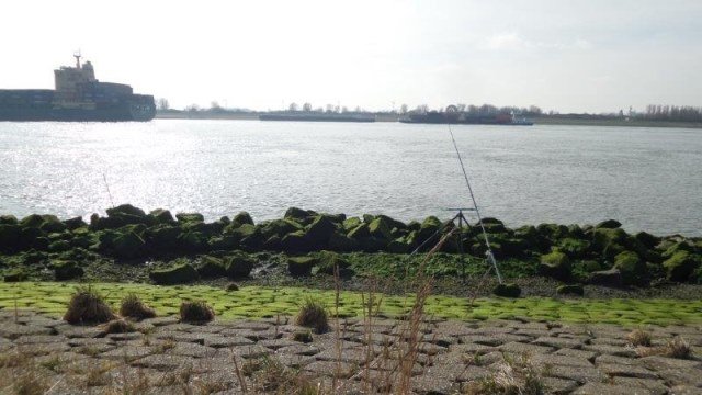 Vissen aan Maassluis, Taxi Jan