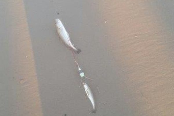 Ronald, strandvissen aan Zoutelande