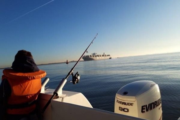Tom, bootvissen op de Westerschelde
