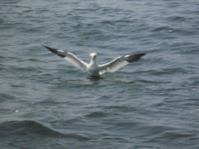 Haaien vissen met De Big Marlin