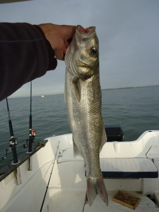 Vissen op Zeebaars op de Oosterschelde