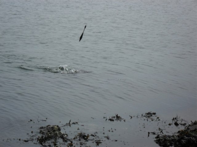 Vissen op Zeebaars in Zeeland