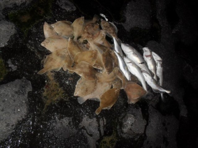 Jack aan Cadzand en Walcheren