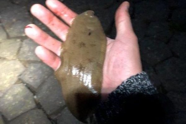 Nicky, vissen Maassluis, Antwerpen en Forelvijver