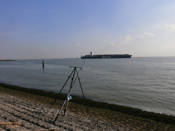 Huib, kantvissen Westerschelde