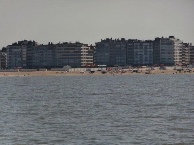 Tong voor de kust in België