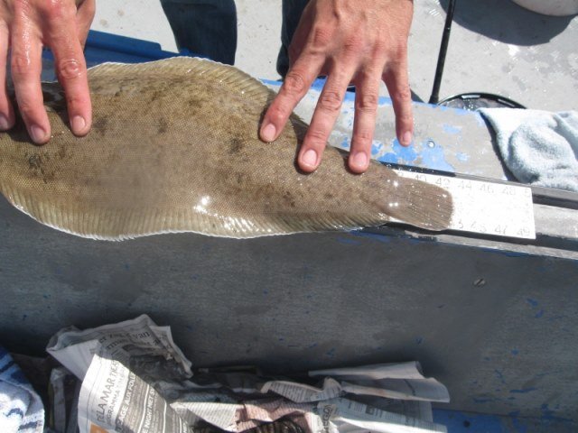 Tongvissen met de Big-Marlin, van Kees Graaf