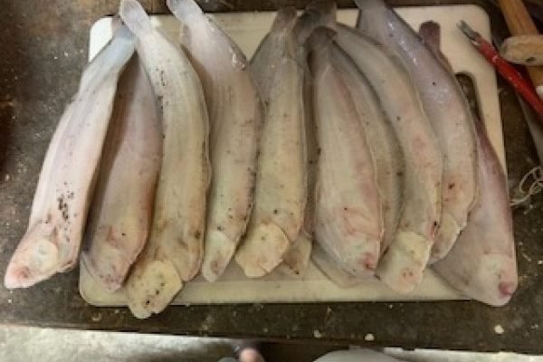 Wilhelmus, vissen op tong