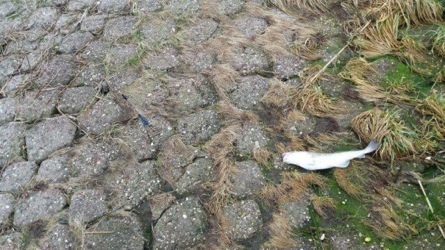 Wijting en Gul vangen aan Maassluis, Edijan