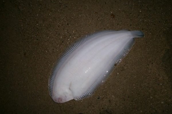 Huib, vissen aan Zoutelande en de Westerschelde