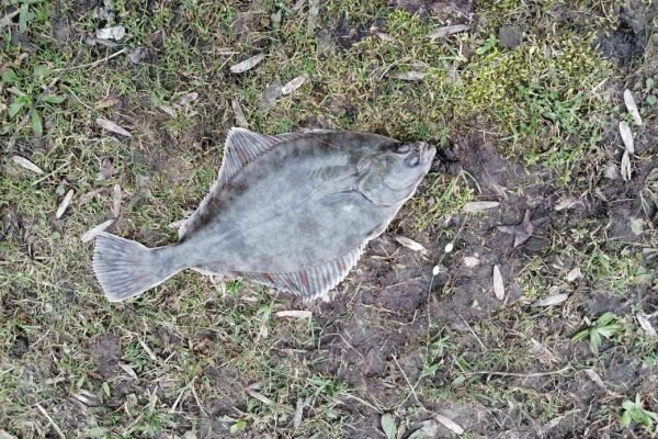 Gino, kantvissen aan Vlissingen en Terneuzen