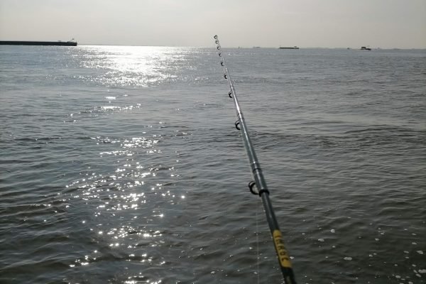 Dennis, vissen op Zeebaars