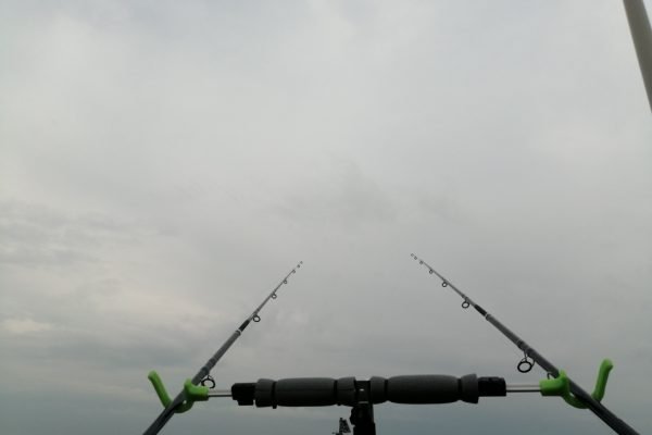 Vissen Westerschelde