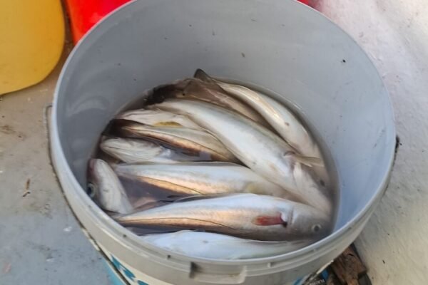 Diego: bootvissen op Westerschelde