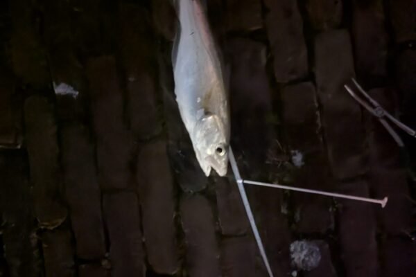 Kenneth naar wijting dancing