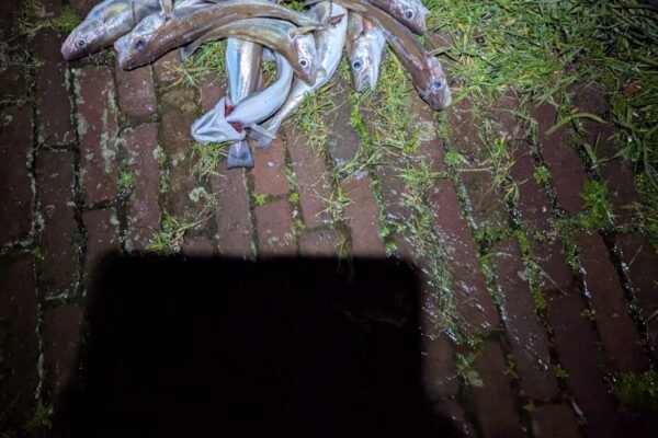 Wijting festijn aan de Nieuwe Maas